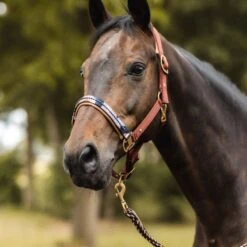 Horze Terrazzo Neoprene Lined Halter With Crystals - Smoked Paprika -Kensington Shop 695390 800 800