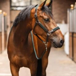 B Vertigo Evolve Leather Halter W/Braided Accents - Jungle Green -Kensington Shop 698824 800 800
